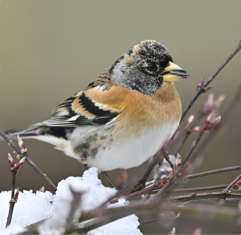 Bergfink - lerne mit GEVO Wildvögel kennen