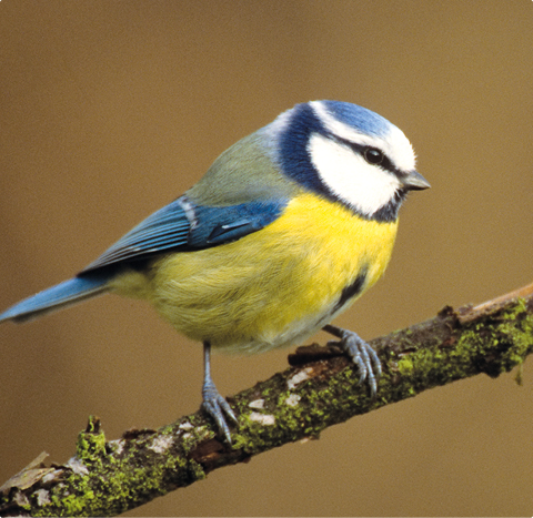 Blaumeise - lerne mit GEVO Wildvögel kennen