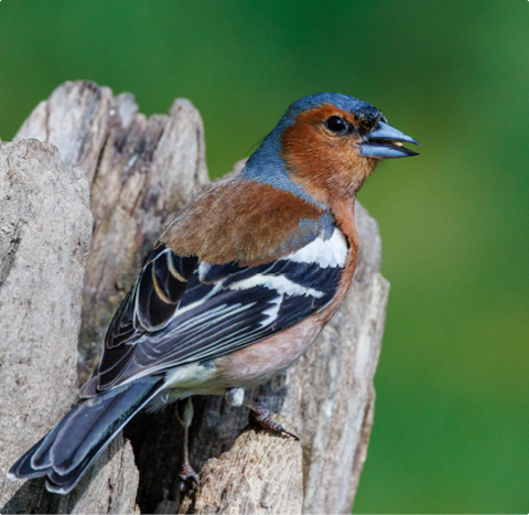Buchfink - lerne mit GEVO Wildvögel kennen