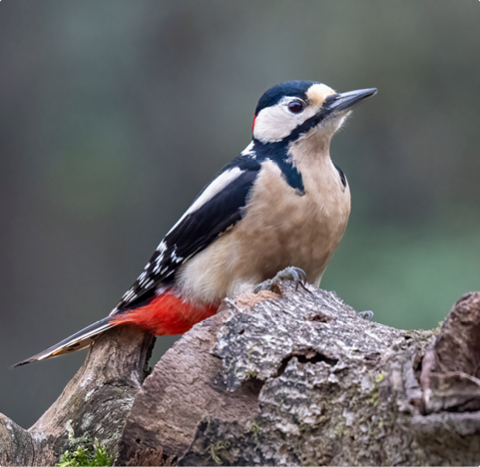 Buntspecht - lerne mit GEVO Wildvögel kennen