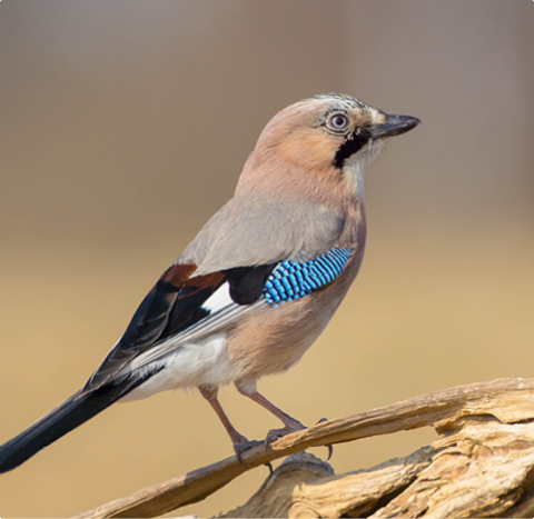 Eichelhäher - lerne mit GEVO Wildvögel kennen