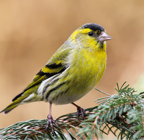 Erlenzeisig - lerne mit GEVO Wildvögel kennen