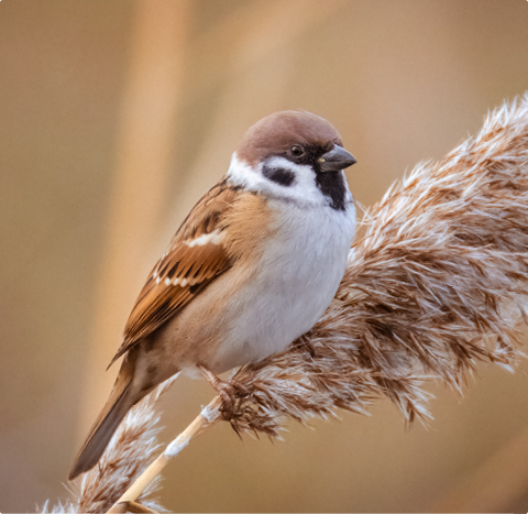 Feldsperling - lerne mit GEVO Wildvögel kennen