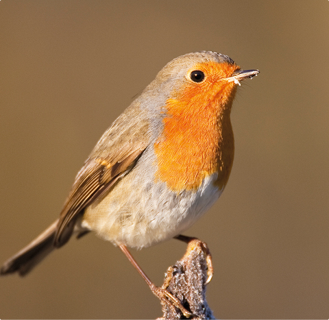 Rotkehlchen - lerne mit GEVO Wildvögel kennen