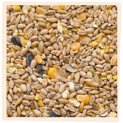 GEVO - Einzelfuttermittel für Wildvögel und Hausgeflügel