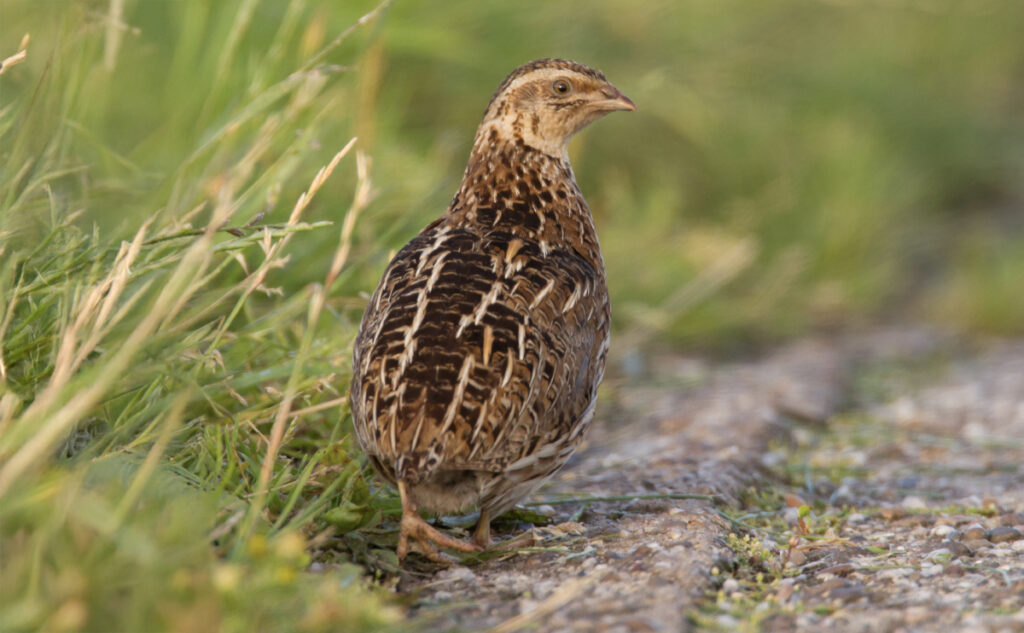 Wachtelhaltung – tolles Hobby bei wenig Außenfläche