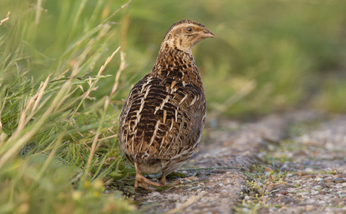 Wachtelhaltung – tolles Hobby bei wenig Außenfläche