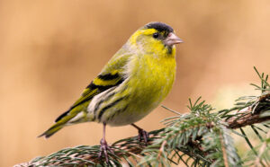 Die heimische Vogelwelt kennenlernen