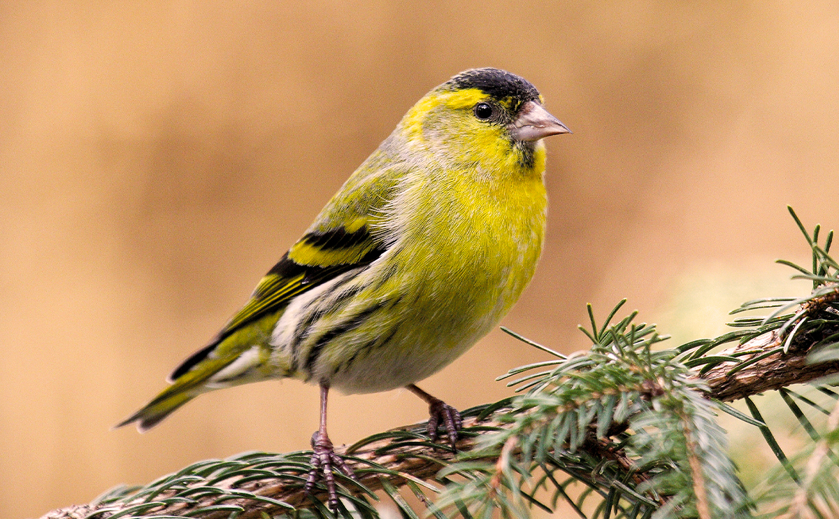 Die heimische Vogelwelt kennenlernen