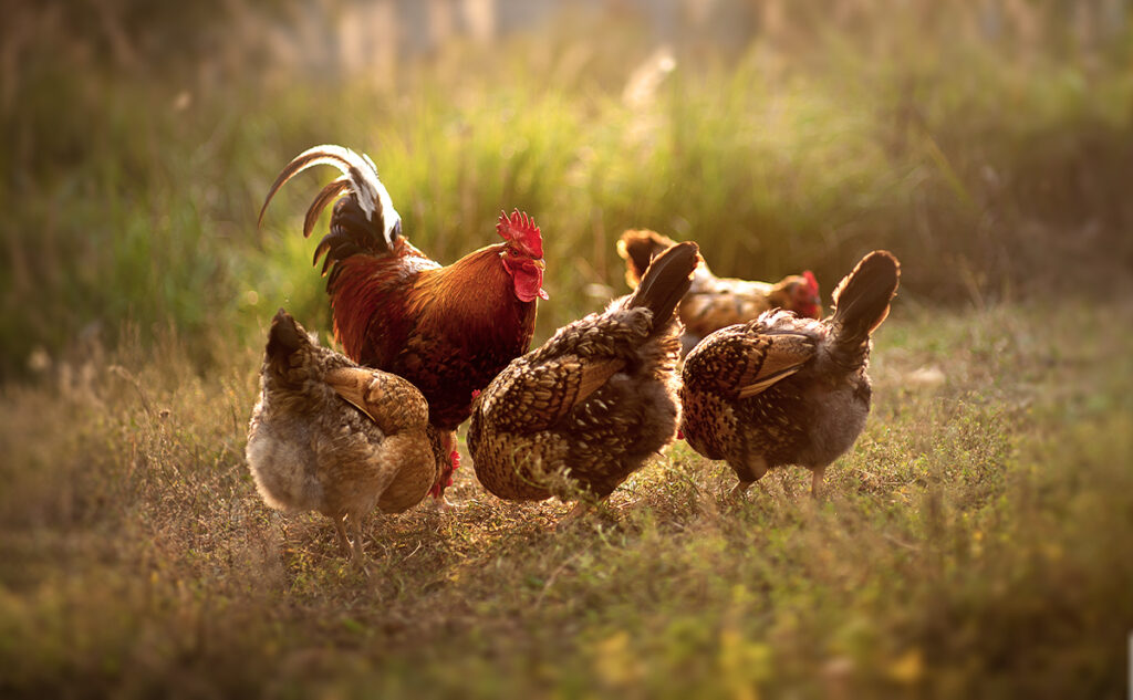 Das Außengehege für Hühner – so sollte es aufgebaut sein