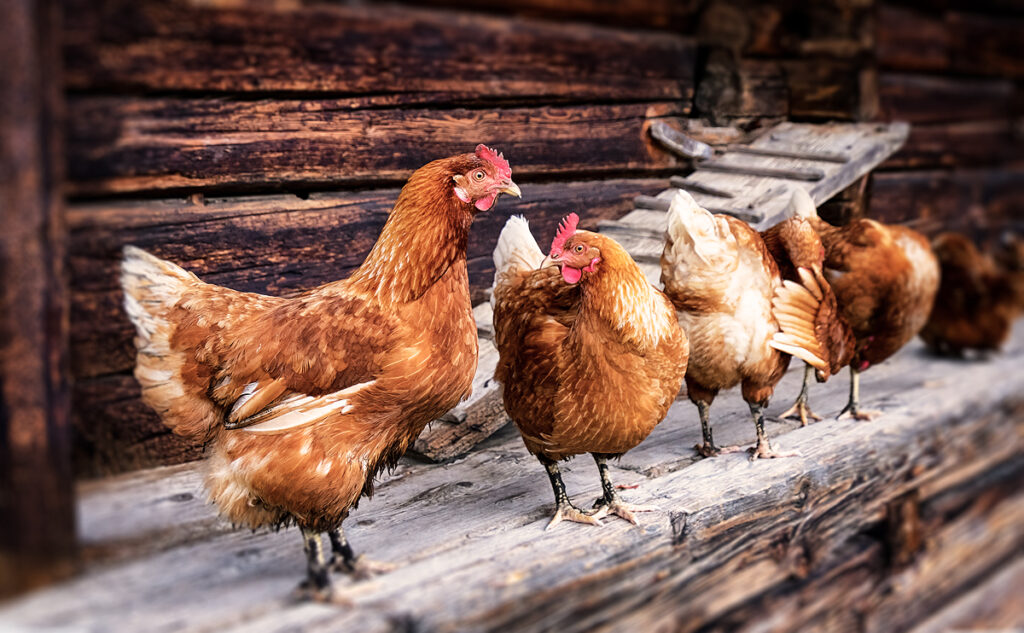 Der Hühnerstall – das macht das perfekte Hühnerdomizil aus