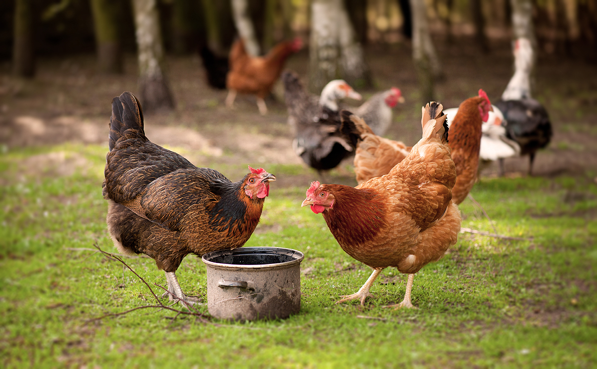 Die Hühnertränke – welche Anforderungen sind wichtig