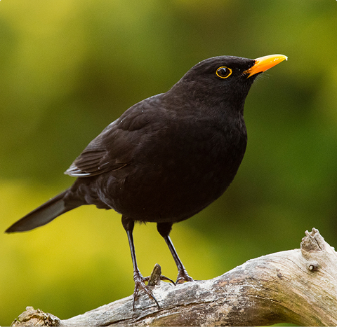 Amsel - lerne mit GEVO Wildvögel kennen