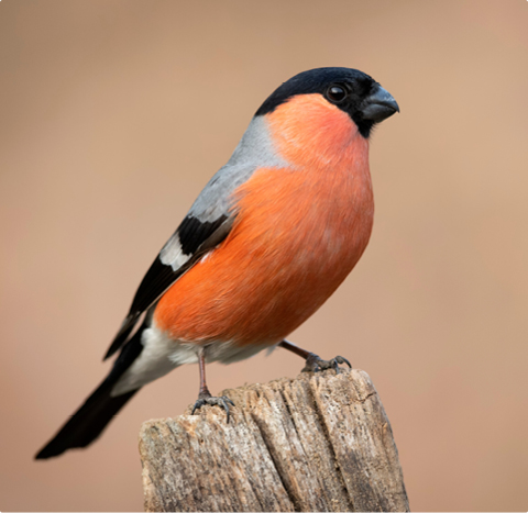 Gimpel - lerne mit GEVO Wildvögel kennen