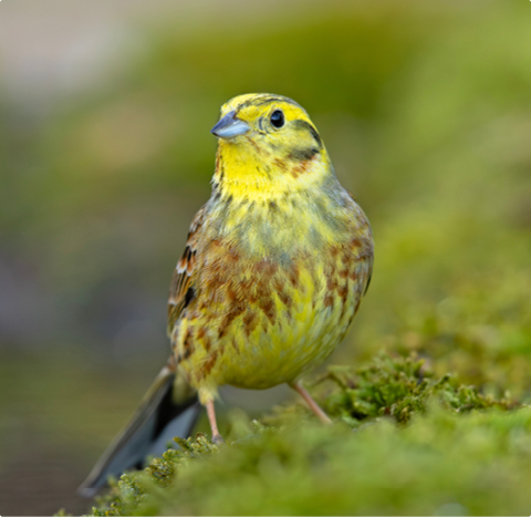 Goldammer - lerne mit GEVO Wildvögel kennen