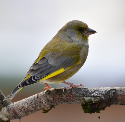 Grünfink - lerne mit GEVO Wildvögel kennen