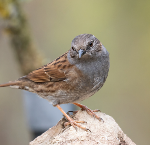 Heckenbraunelle - lerne mit GEVO Wildvögel kennen