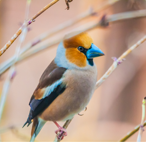Kernbeisser - lerne mit GEVO Wildvögel kennen