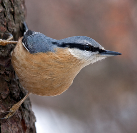 Kleiber - lerne mit GEVO Wildvögel kennen