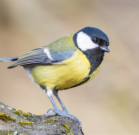 Kohlmeise - lerne mit GEVO Wildvögel kennen