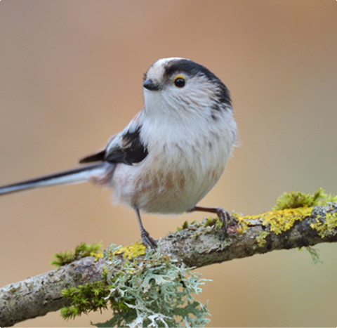 Schwanzmeise - lerne mit GEVO Wildvögel kennen