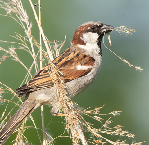 Spatz - lerne mit GEVO Wildvögel kennen
