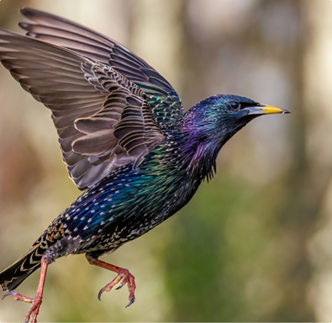Star - lerne mit GEVO Wildvögel kennen