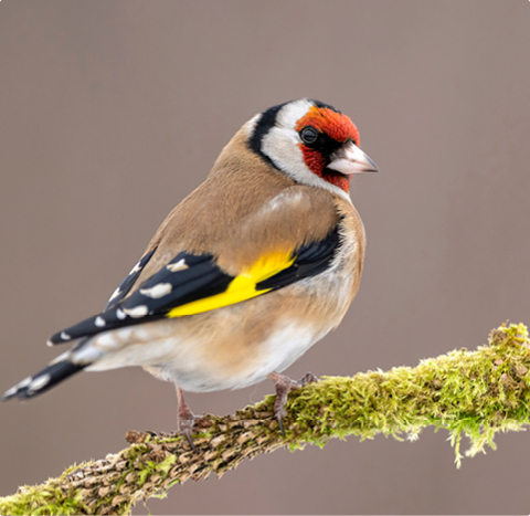 Stieglitz - lerne mit GEVO Wildvögel kennen