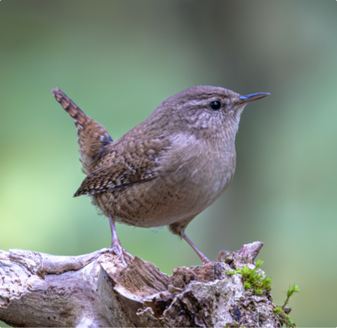 Zaunkönig - lerne mit GEVO Wildvögel kennen